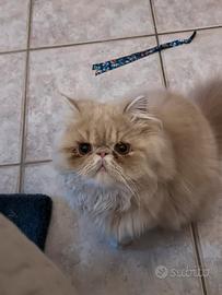 Gatto persiano per monta