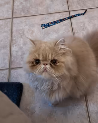 Gatto persiano per monta