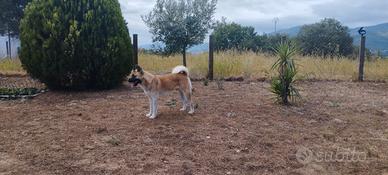 Cucciolone di Akita Americano