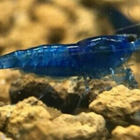 Caridine gamberetti per acquario tropicale