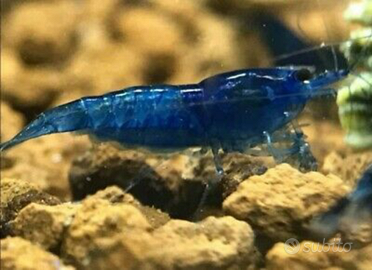 Caridine gamberetti per acquario tropicale