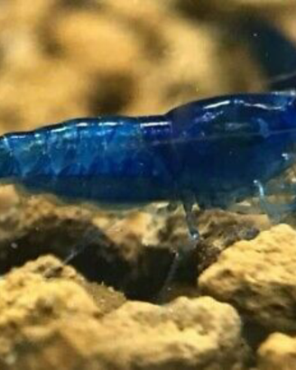 Caridine gamberetti per acquario tropicale