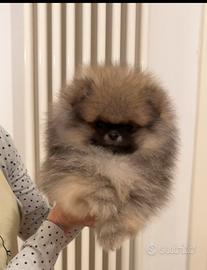 POMERANIA MASCHIO FULVO CARBONATO linee americane