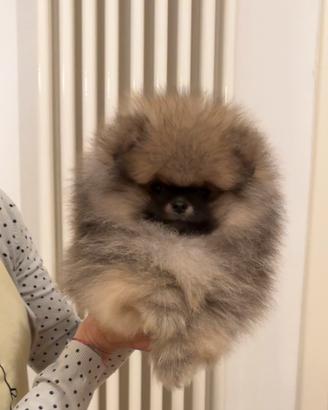 POMERANIA MASCHIO FULVO CARBONATO linee americane