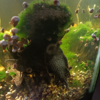 Ancistrus acquario pesci
