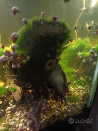 Ancistrus acquario pesci