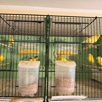 Canarini da canto Harzer Roller