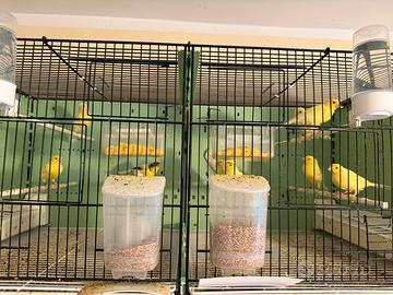 Canarini da canto Harzer Roller