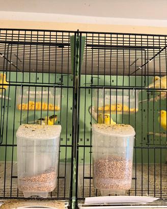 Canarini da canto Harzer Roller