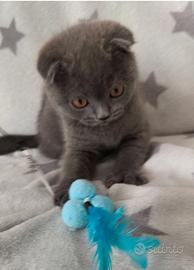 Gattino scottish fold
