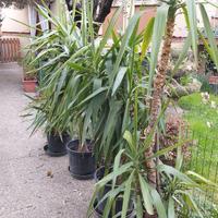 piante di tronchetto della felicità