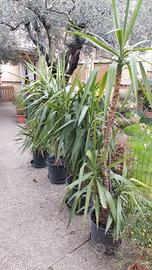 piante di tronchetto della felicità