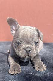 Bulldog francesi merle tan