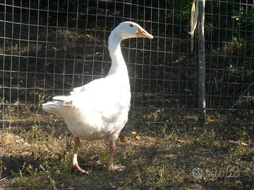 Oca femmina