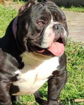 American bully