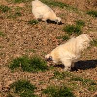 Galline moroseta 2025