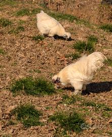 Galline moroseta 2025