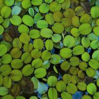 Salvinia minima Galleggiante acquario