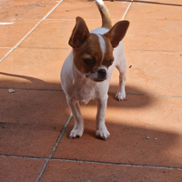 Cucciola di chihuahua con pedigree ENC