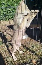 Cuccioli cane lupo cecoslovacco