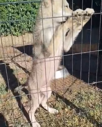 Cuccioli cane lupo cecoslovacco