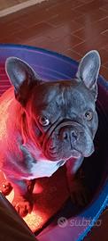 Bulldog francese blu