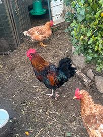Gallo Marans
