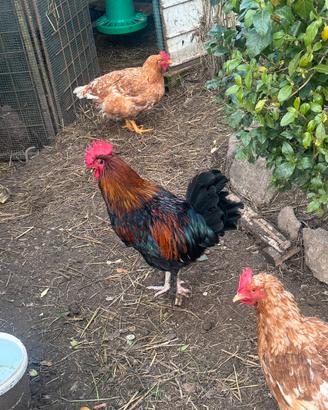 Gallo Marans