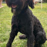 Schnauzer taglia gigante