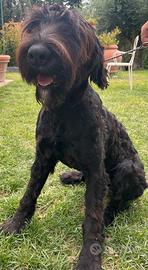 Schnauzer taglia gigante