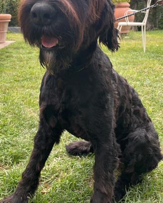 Schnauzer taglia gigante
