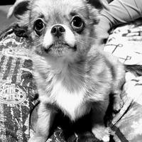 Cucciolo taglia mini in adozione