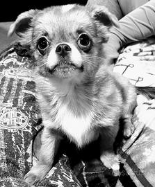 Cucciolo taglia mini in adozione