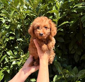 cuccioli di barboncino