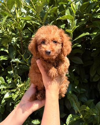 cuccioli di barboncino