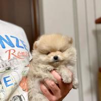 Cuccioli spitz nano Pomerania