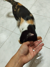 Sos gattina Affido consapevole