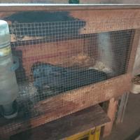 Coniglie novelle con gabbia o senza