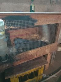 Coniglie novelle con gabbia o senza