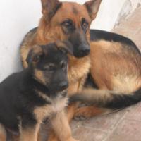 Cuccioli pastore tedesco