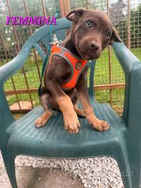 Meravigliosi cuccioli da adottare