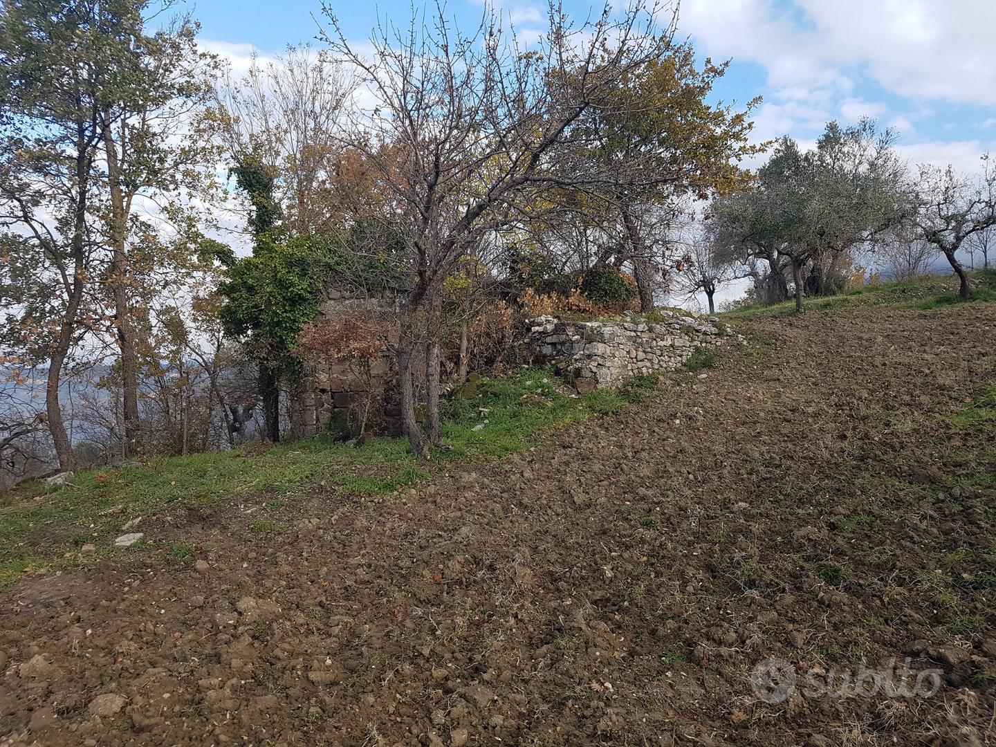 Uliveto con porzione di rudere 5200mq - Vista 4