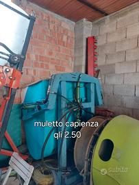 Muletto