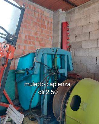 Muletto