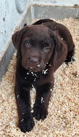 Labrador