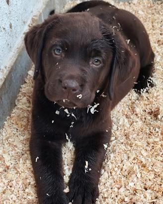 Labrador