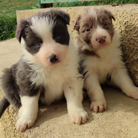 Cuccioli di Border Collie