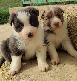 Cuccioli di Border Collie