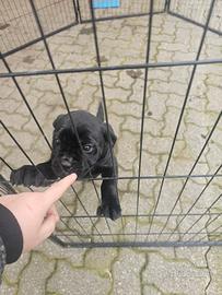 Ultima cucciola di cane corso