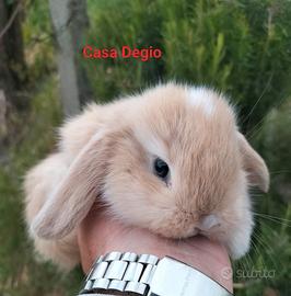 Conigli ariete mini lop
